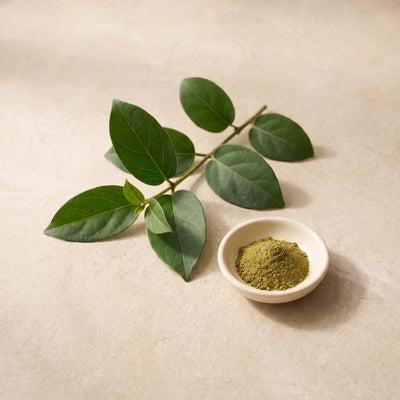 Gymnema leaves and a small dish of botanical powder.